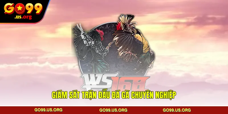 Giám sát trận đấu đá gà chuyên nghiệp