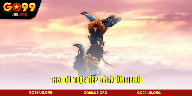 Theo dõi trực tiếp đá gà từng phút